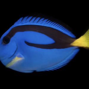 Blue Hippo Tang