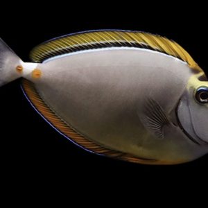 Naso Tang