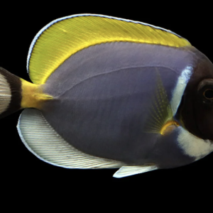Powder Blue Tang