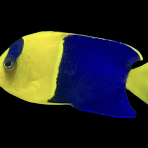Bicolor Angel
