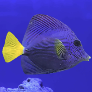 Purple Tang