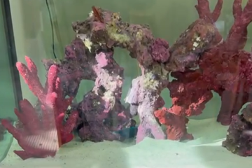 saltwater saltwater